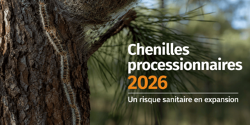 Illustration   chenilles processionnaires