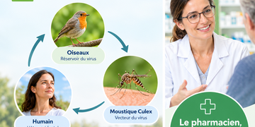 Illustration   virus west nile